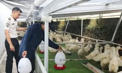 Lapas Cibinong Kembangkan Peternakan Bebek Pedaging, Warga Binaan Hasilkan 2,4 Ton per Bulan
