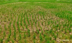KNPI Jasinga Dorong Ketahanan Pangan, Program Tanam Padi di Kampung Bagoang Mulai Berjalan