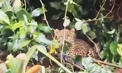 Macan Tutul Gunung Mas Bogor Terjerat, BKSDA Turun Tangan Selamatkan Satwa Dilindungi