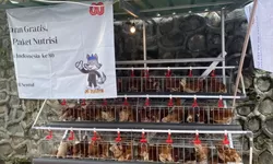 Kalapas Sentul Luncurkan Program Ternak Ayam Petelur, WBP Dibekali Keterampilan Ekonomi