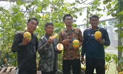 Panen Perdana 2026, Lapas Terbuka Kendal Sukses Produksi Melon Premium Golden Lavender