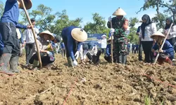 Lapas Terbuka Kendal Tanam Jagung Hibrida, Dukung Ketahanan Pangan Nasional