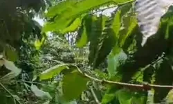 8 Kwintal Kopi Robusta Siap Panen Dicuri, Petani di Babakan Madang Rugi Rp8 Juta