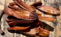 Biji Mahoni Kembali Dilirik: Herbal Tradisional yang Diyakini Bantu Tekan Gula Darah, Kolesterol, dan Hipertensi
