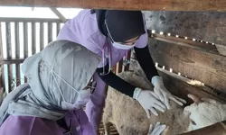 Lapas Cibinong Perkuat Program Pembinaan Kemandirian Lewat Pemeriksaan Kesehatan Ternak Domba