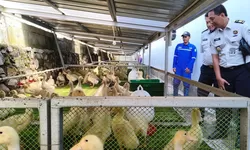Lapas Cibinong Jadi Percontohan Program Ketahanan Pangan Pemasyarakatan