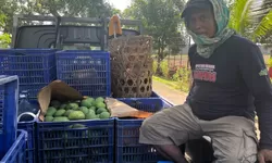 Panen Perdana Mangga Harum Manis di Lapas Terbuka Kendal Capai Satu Kwintal