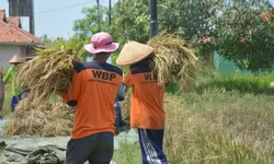 Lapas Terbuka Kendal Panen 1 Ton Gabah Padi Salin, Dukung Ketahanan Pangan Nasional