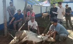 PWI Kabupaten Bogor Sembelih 1 Sapi dan 9 Kambing pada Iduladha 1447 H