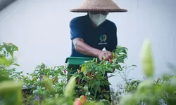Lapas Cibinong Panen Cabai, Warga Binaan Dibekali Keterampilan Pertanian dan Jiwa Kemandirian