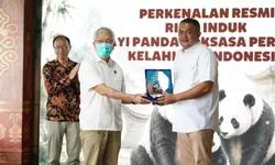 Panda Pertama Lahir di Indonesia, Baby Rio Catat Sejarah di Taman Safari Bogor