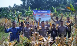 Sat Lantas Polres Bogor Dukung Panen Raya Jagung Serentak Kuartal II 2026, Perkuat Ketahanan Pangan Nasional