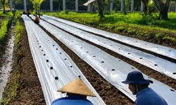 Lapas Terbuka Kendal Siapkan Lahan 2.700 Meter Persegi untuk Budidaya Terong Ungu