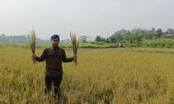 KNPI Jasinga Soroti Krisis Irigasi Usai Panen Padi Minim Hasil di Desa Bagoang