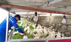 Lapas Cibinong Paparkan Inovasi Ketahanan Pangan di Hadapan Ketua Komisi IV DPR RI dan Menteri Imipas di Nusakambangan