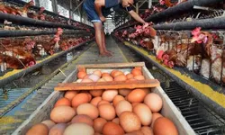 Kementan Tetapkan Harga Ayam Hidup Rp19.500 dan Telur Rp24.000 Mulai 15 Juli 2026