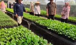 Distanhorbun Kabupaten Bogor Genjot Produksi Cabai dan TOGA, Rudy Susmanto Perkuat Ketahanan Pangan