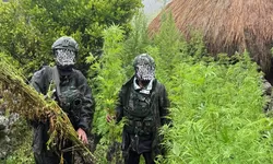 TNI Habema Ungkap 5.000 Batang Ganja di Yahukimo Papua