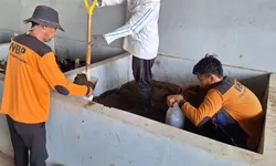 Warga Binaan Lapas Terbuka Kendal Olah Limbah Ternak Jadi Pupuk Organik Bernilai Ekonomi