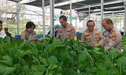 Green House Hidroponik Polda Metro Jaya Hasilkan 82 Kilogram Pakcoy, Perkuat Ketahanan Pangan