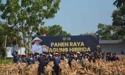 Lapas Terbuka Kendal Panen Perdana 2 Ton Jagung Hibrida dari Lahan 4.200 Meter Persegi