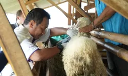 Peternakan Jadi Program Kemandirian, Lapas Cibinong Pastikan Kesehatan Ternak Terjaga
