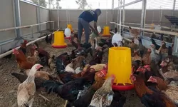 Lapas Terbuka Kendal Optimalkan Maggot sebagai Pakan Ayam KUB dan Ayam Cemani