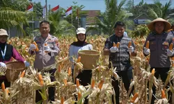 Lapas Terbuka Kendal dan APH Perkuat Sinergi, Panen Jagung Hibrida Dukung Ketahanan Pangan