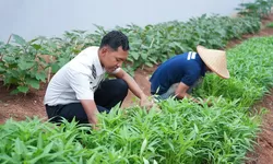 Tak Sekadar Manfaatkan Lahan, Lapas Cibinong Panen 80 Kilogram Kangkung Bersama Warga Binaan