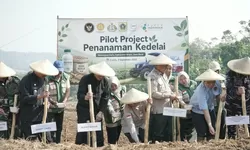 Pemkab Bogor Tanam Kedelai di Lahan TNI AL Cariu, Dorong Ketahanan Pangan