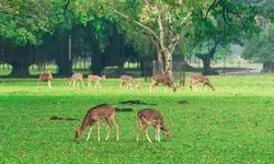 Promo Harpelnas 2026 di Kebun Raya Bogor: Diskon Tiket, Bundling hingga Hadiah Sepeda