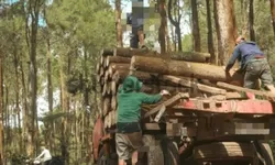 ‎Investigasi Hulu Tanimbar: Korporasi HPH Mengganas, Pohon Muda Dibantai Demi Keuntungan Instan