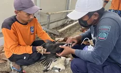 Lapas Terbuka Kendal Vaksinasi Ayam KUB, Jaga Kesehatan dan Produktivitas Indukan