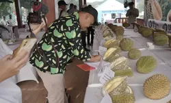 Festival Ratu dan Raja Buah Kabupaten Bogor 2026 Dorong Buah Lokal Tembus Pasar Global