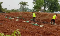 Hanpangan Bomang Terus Dirawat, Satgas Indonesia Emas dan Korem 061/SK Perkuat Ketahanan Pangan