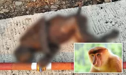 Ketika Karhutla Merenggut Nyawa Bekantan, Siapa Menjaga Rumah Satwa Liar?