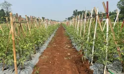 Rudy Susmanto Dorong Bomang Jadi Kawasan Integrated Farming Produktif