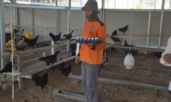 Panen Telur Ayam Meningkat, Lapas Terbuka Kendal Kembangkan Breeding Berkelanjutan