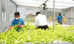 Lapas Cibinong Kembangkan Pembinaan Kemandirian Lewat Panen Selada