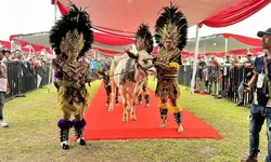 Kontes Sapi APPSI Piala Presiden 2026 Digelar di Bogor, Peternak Rakyat Didorong Naik Kelas