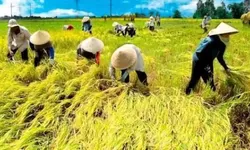 Mendagri Tito Karnavian Siapkan Langkah Strategis Stabilkan Harga Beras di 214 Kabupaten