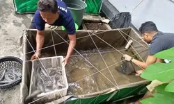 Lapas Khusus Sentul Panen Ikan Lele, Dukung Program Ketahanan Pangan