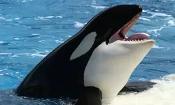 Hoaks Video Serangan Paus Orca Tewaskan Pelatih Lumba-Lumba Terbongkar, Pakar Ungkap Fakta Sebenarnya