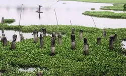 Setu Gunung Putri Tak Terurus, Kades Desak Pemerintah Serius Atasi Ancaman Banjir