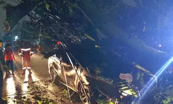 Angin Kencang Tumbangkan Pohon dan Tiang Listrik di Gunung Putri, Satu Mobil dan Tiga Motor Tertimpa