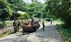 Satpol PP Sukamakmur Tambal Jalan Rusak, Dukung Program Kamis Manis