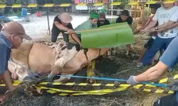 Alhamdulillah, Posilet Qurban 1 Ekor Sapi: Warga Antusias Sambut Idul Adha 1446 H