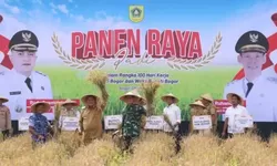 Bupati Bogor Rudy Susmanto Pimpin Panen Raya 50 Hektar Sawah di Leuwisadeng, Dorong Swasembada Pangan