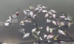 Ribuan Ikan Mati Mendadak di Setu Rawa Jejed, Diduga Tercemar Limbah Industri 