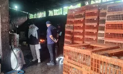 DLH Kabupaten Bogor Sidak Tempat Pemotongan Ayam di Wanaherang, Tindak Lanjuti Keluhan Warga